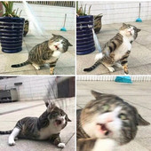 oiaaa