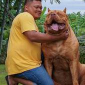 Roykumar